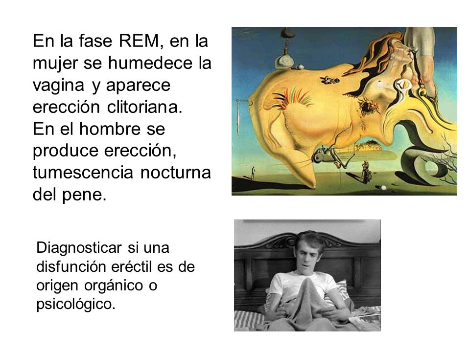 fase de erección no rem